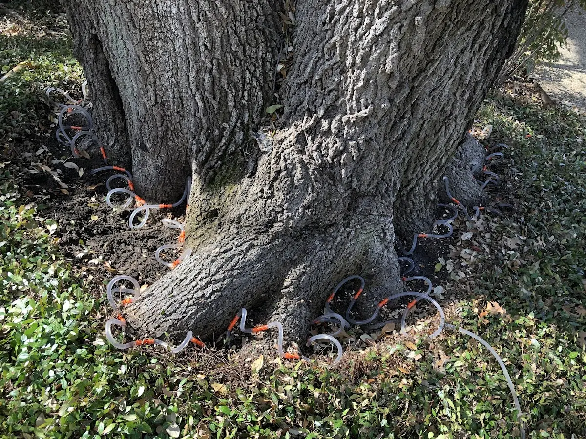 Detailed Tree Cabling and Bracing job site in Needham Heights