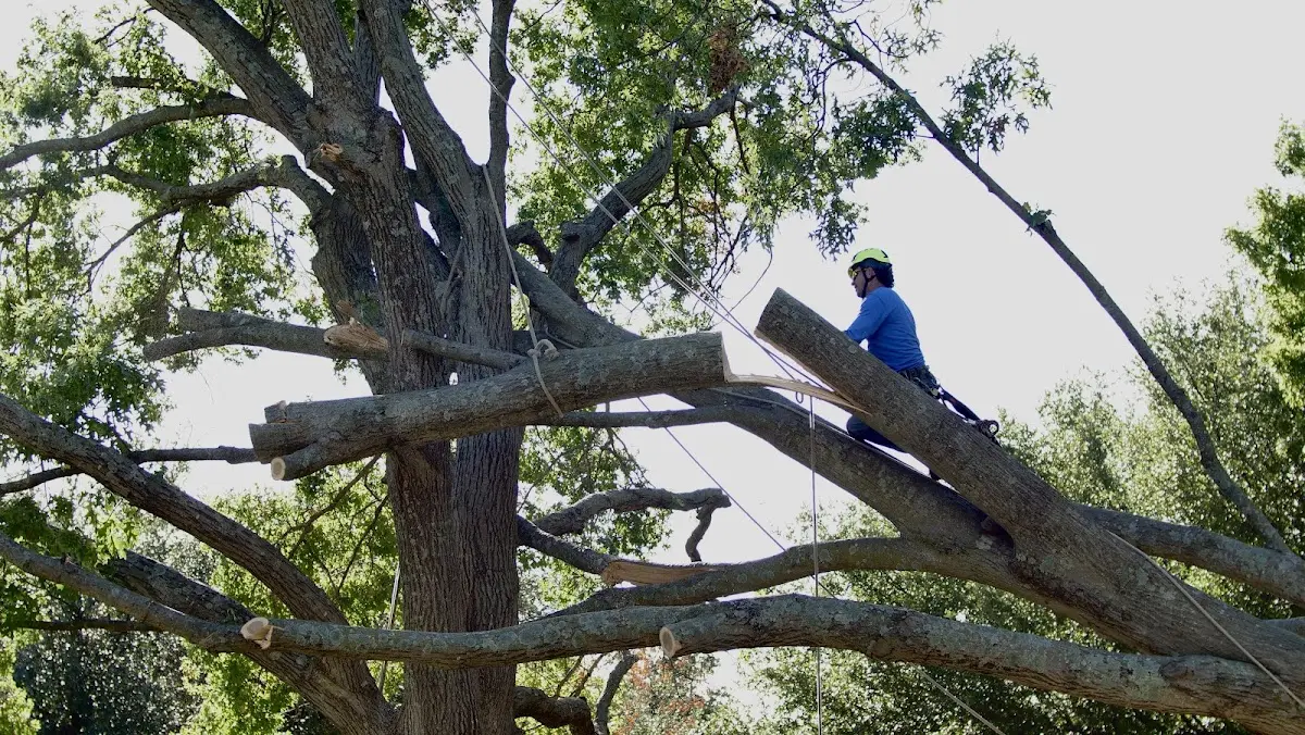 Professional Crown Thinning performed by certified arborists in Needham Heights